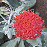 Kleinia fulgens